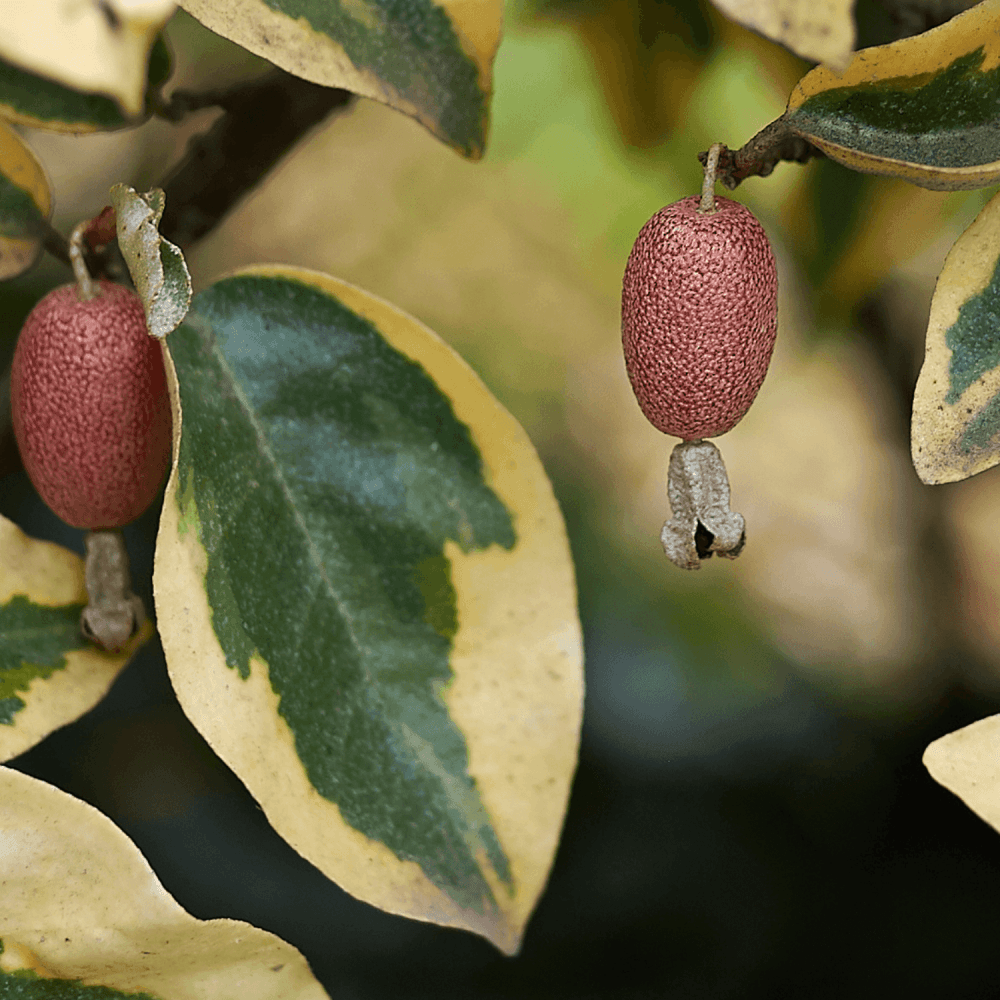 Chalef 'Gilt Edge' - Elaeagnus ebbingei 'Gilt Edge' - FLEURANDIE