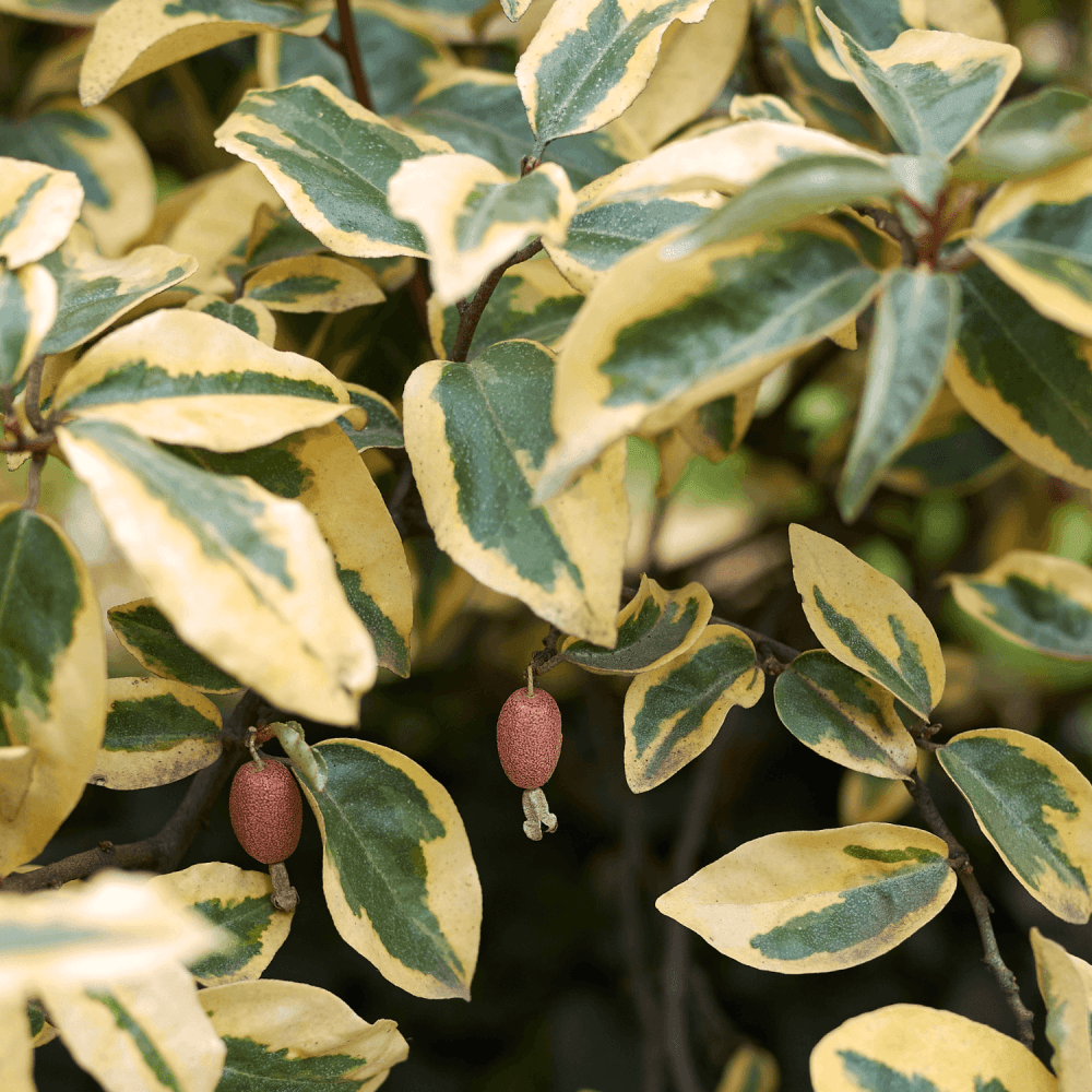 Chalef 'Gilt Edge' - Elaeagnus ebbingei 'Gilt Edge' - FLEURANDIE