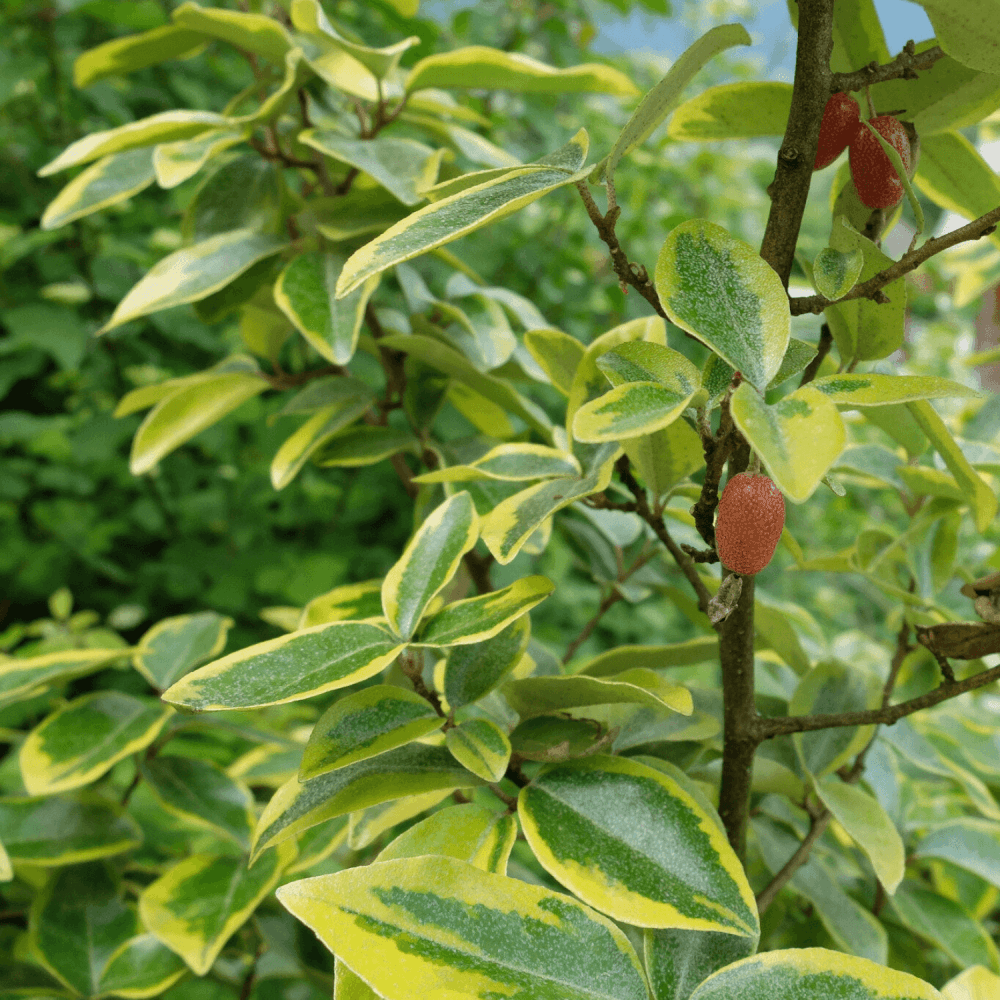 Chalef 'Viveleg' - Elaeagnus x ebbingei 'Viveleg' - FLEURANDIE