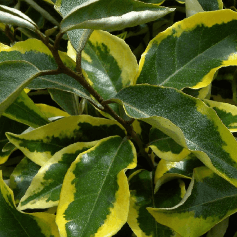 Chalef 'Viveleg' - Elaeagnus x ebbingei 'Viveleg' - FLEURANDIE