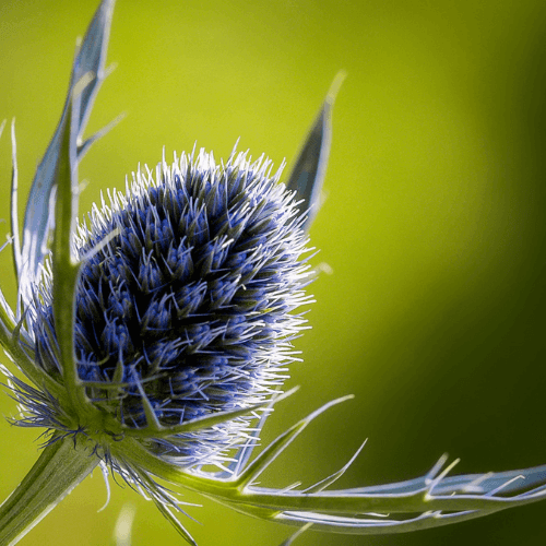 Chardon bleu - Eryngium planum - FLEURANDIE