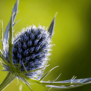 Chardon bleu - Eryngium planum