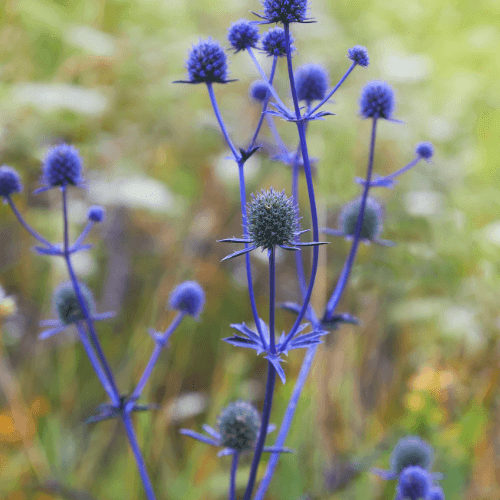 Chardon bleu - Eryngium planum - FLEURANDIE