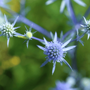 Chardon bleu - Eryngium planum