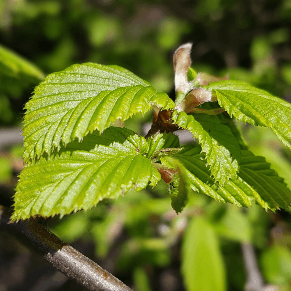 Charme commun 'Fastigiata' - Carpinus betulus 'Fastigiata' - FLEURANDIE