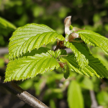 Charme commun 'Fastigiata' - Carpinus betulus 'Fastigiata'