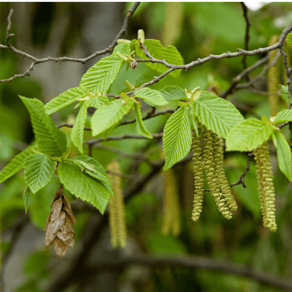 Charme commun 'Fastigiata' - Carpinus betulus 'Fastigiata' - FLEURANDIE