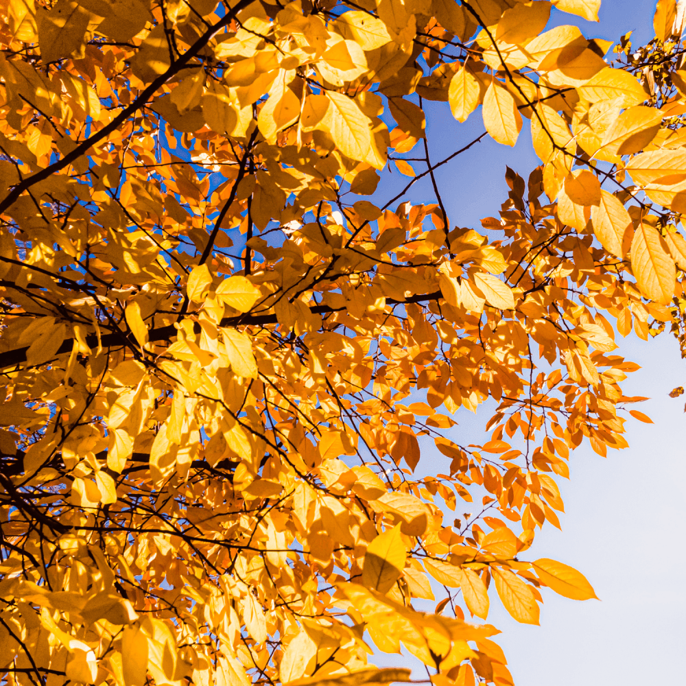 Charme commun 'Fastigiata' - Carpinus betulus 'Fastigiata' - FLEURANDIE