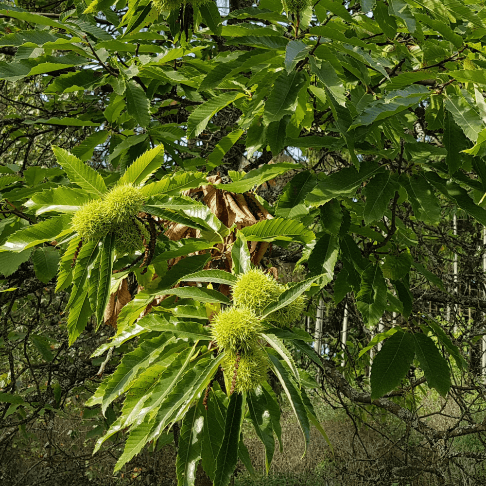 Châtaignier commun 'Bouche de Betizac' - Castanea sativa 'Bouche de Betizac' - FLEURANDIE