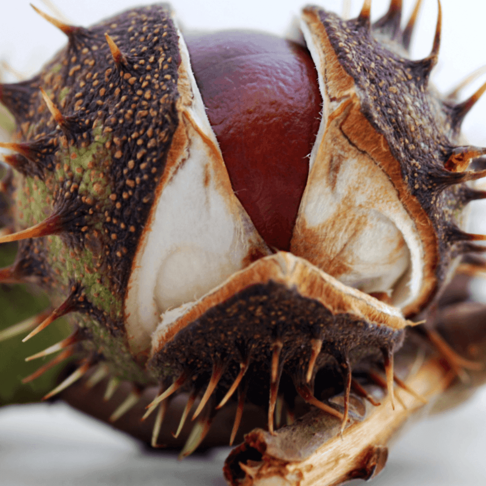 Châtaignier commun 'Bouche de Betizac' - Castanea sativa 'Bouche de Betizac' - FLEURANDIE