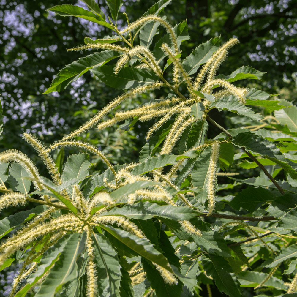 Châtaignier commun 'Bouche de Betizac' - Castanea sativa 'Bouche de Betizac' - FLEURANDIE