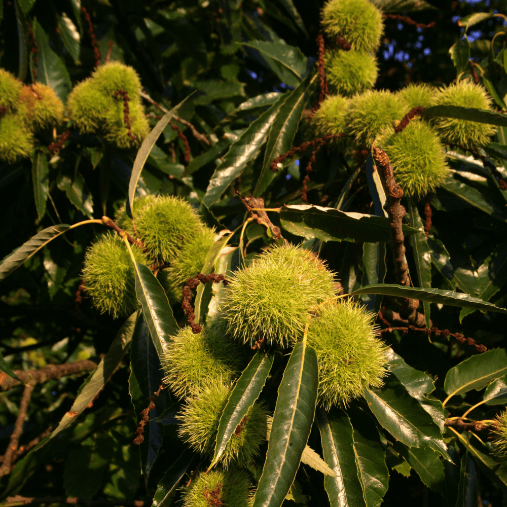 Châtaignier commun 'Bouche de Betizac' - Castanea sativa 'Bouche de Betizac' - FLEURANDIE