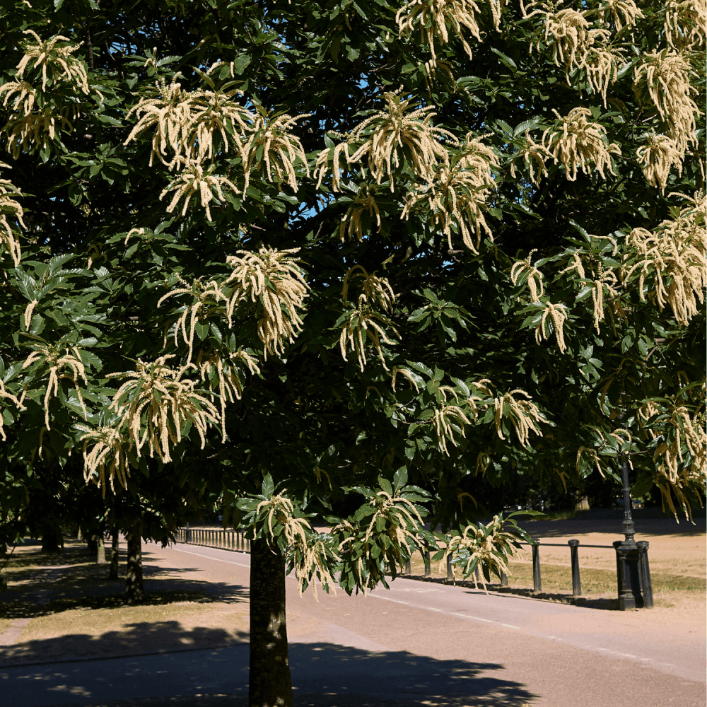Châtaignier commun 'Bouche de Betizac' Castanea sativa 'Bouche de Be
