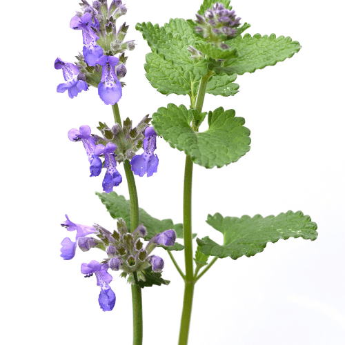 Chataire 'mussinii' - Nepeta 'mussinii' - FLEURANDIE