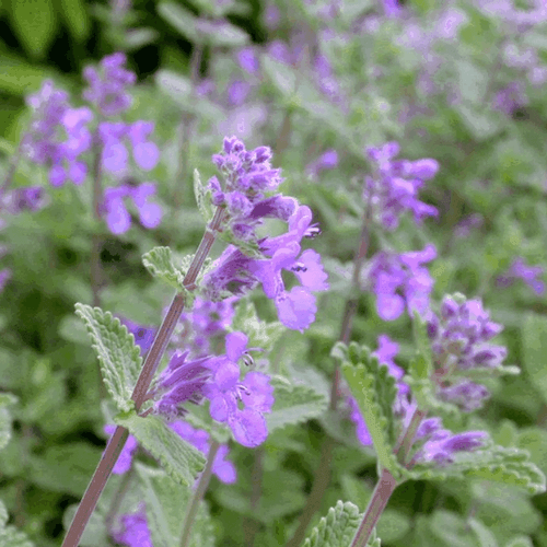 Chataire 'mussinii' - Nepeta 'mussinii' - FLEURANDIE