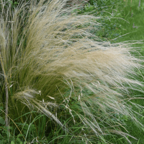 Cheveux d'anges - Stipa tenuifolia - FLEURANDIE