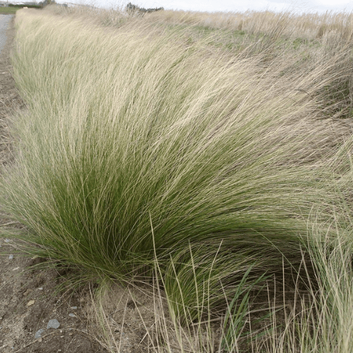 Cheveux d'anges - Stipa tenuifolia - FLEURANDIE