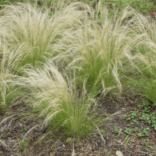 Cheveux d'anges - Stipa tenuifolia - FLEURANDIE