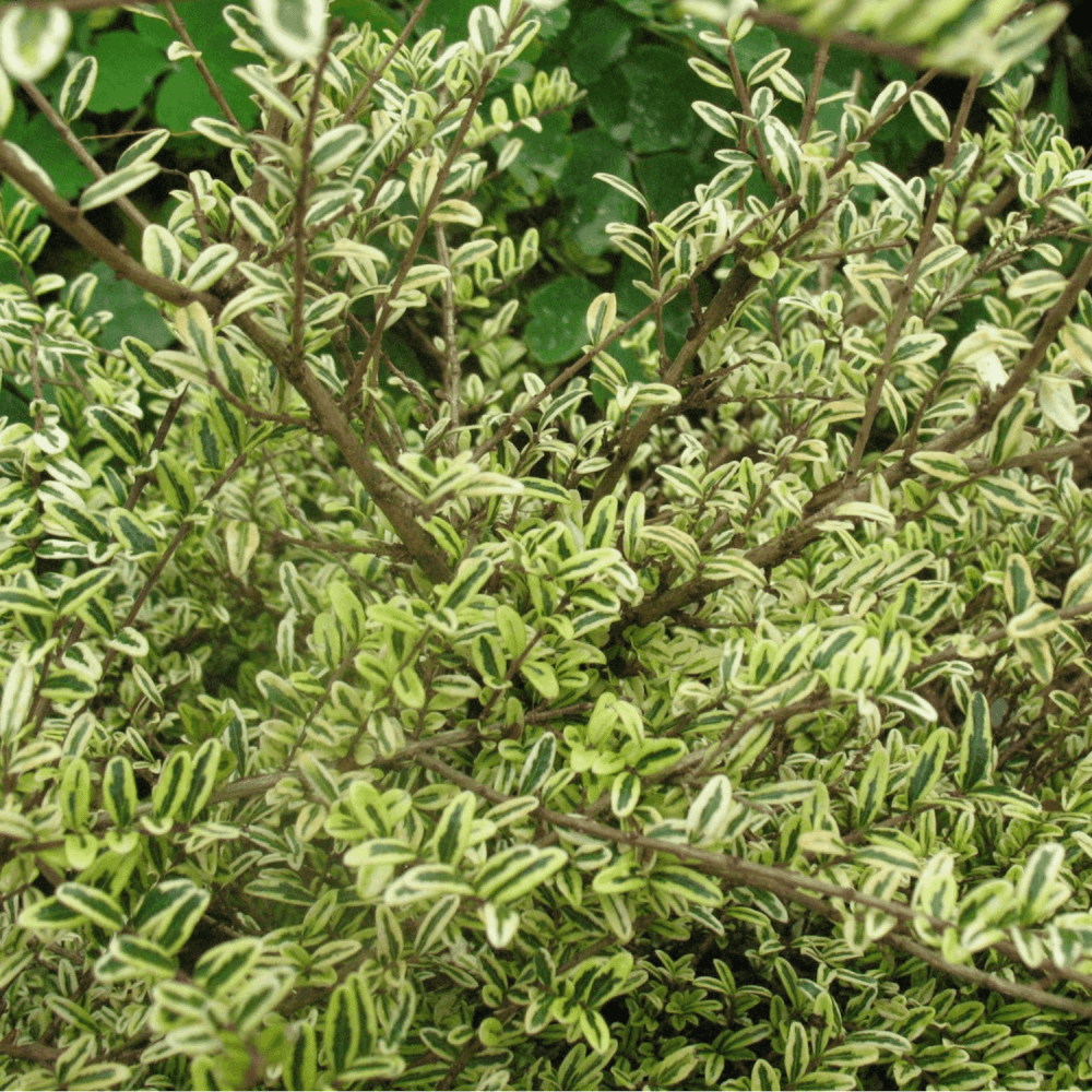 Chèvrefeuille à feuilles de buis 'Lemon Beauty' - Lonicera nitida 'Lemon Beauty' - FLEURANDIE