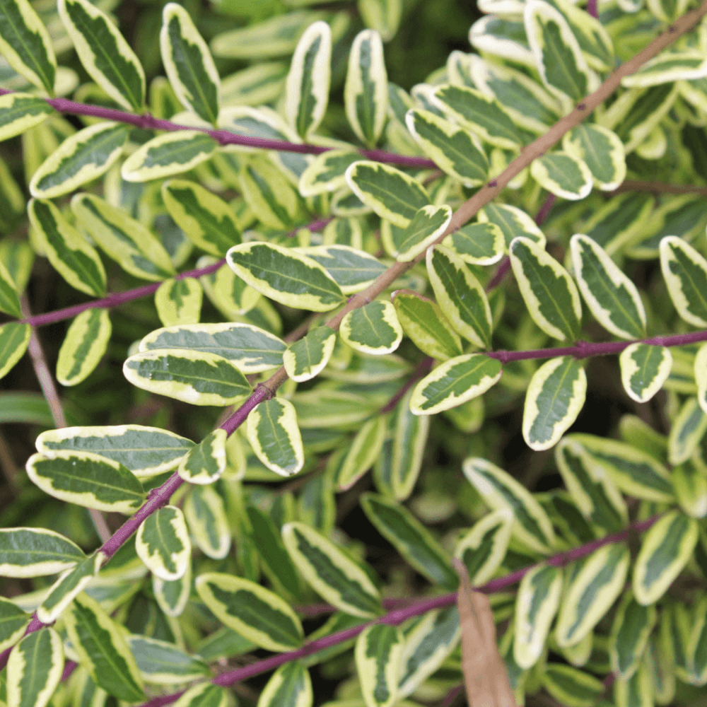 Chèvrefeuille à feuilles de buis 'Lemon Beauty' - Lonicera nitida 'Lemon Beauty' - FLEURANDIE