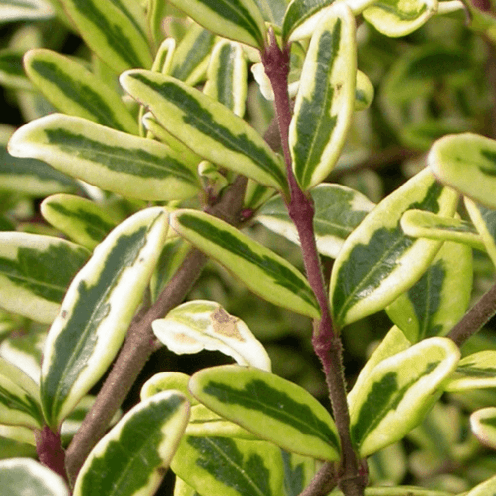 Chèvrefeuille à feuilles de buis 'Lemon Beauty' - Lonicera nitida 'Lemon Beauty' - FLEURANDIE