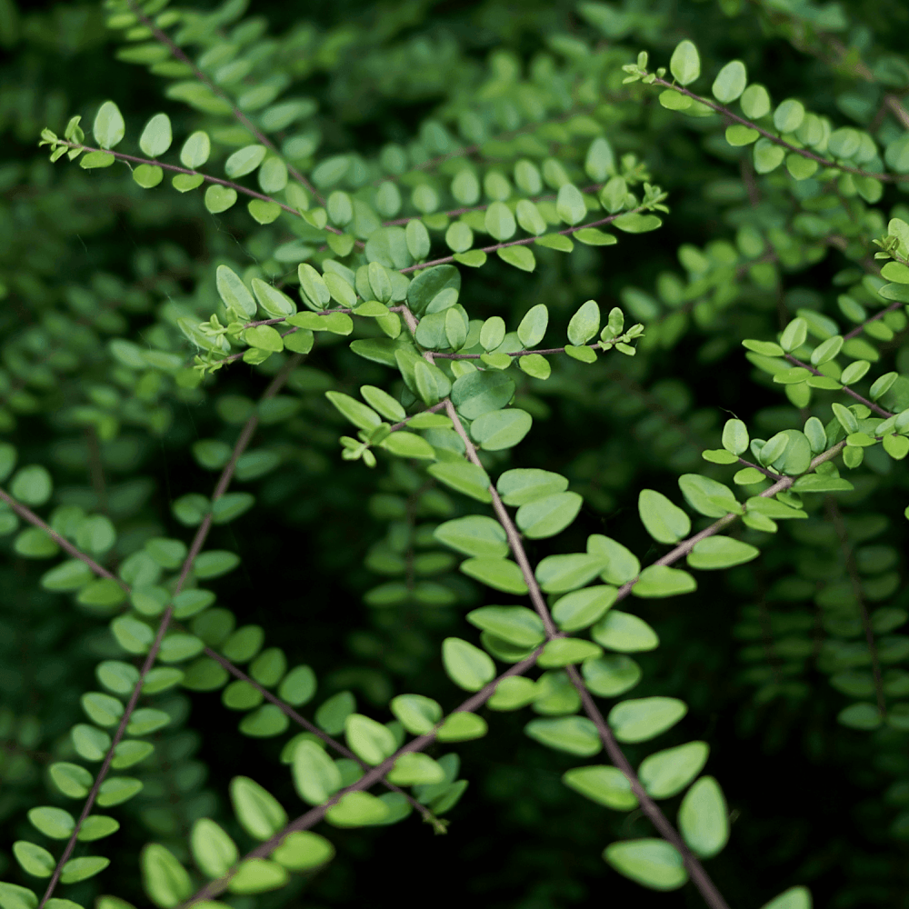 Chèvrefeuille à feuilles de buis - Lonicera nitida - FLEURANDIE