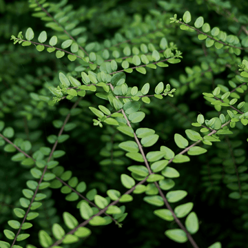 Chèvrefeuille à feuilles de buis - Lonicera nitida