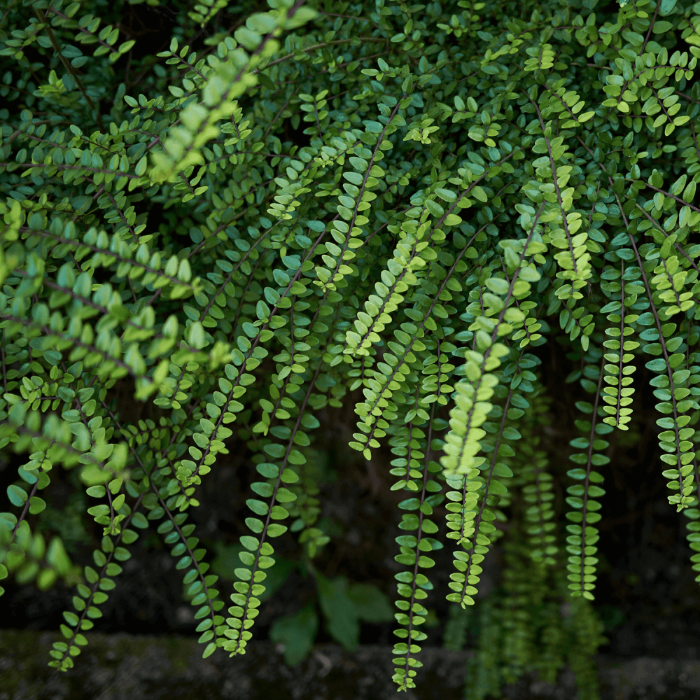 Chèvrefeuille à feuilles de buis - Lonicera nitida - FLEURANDIE