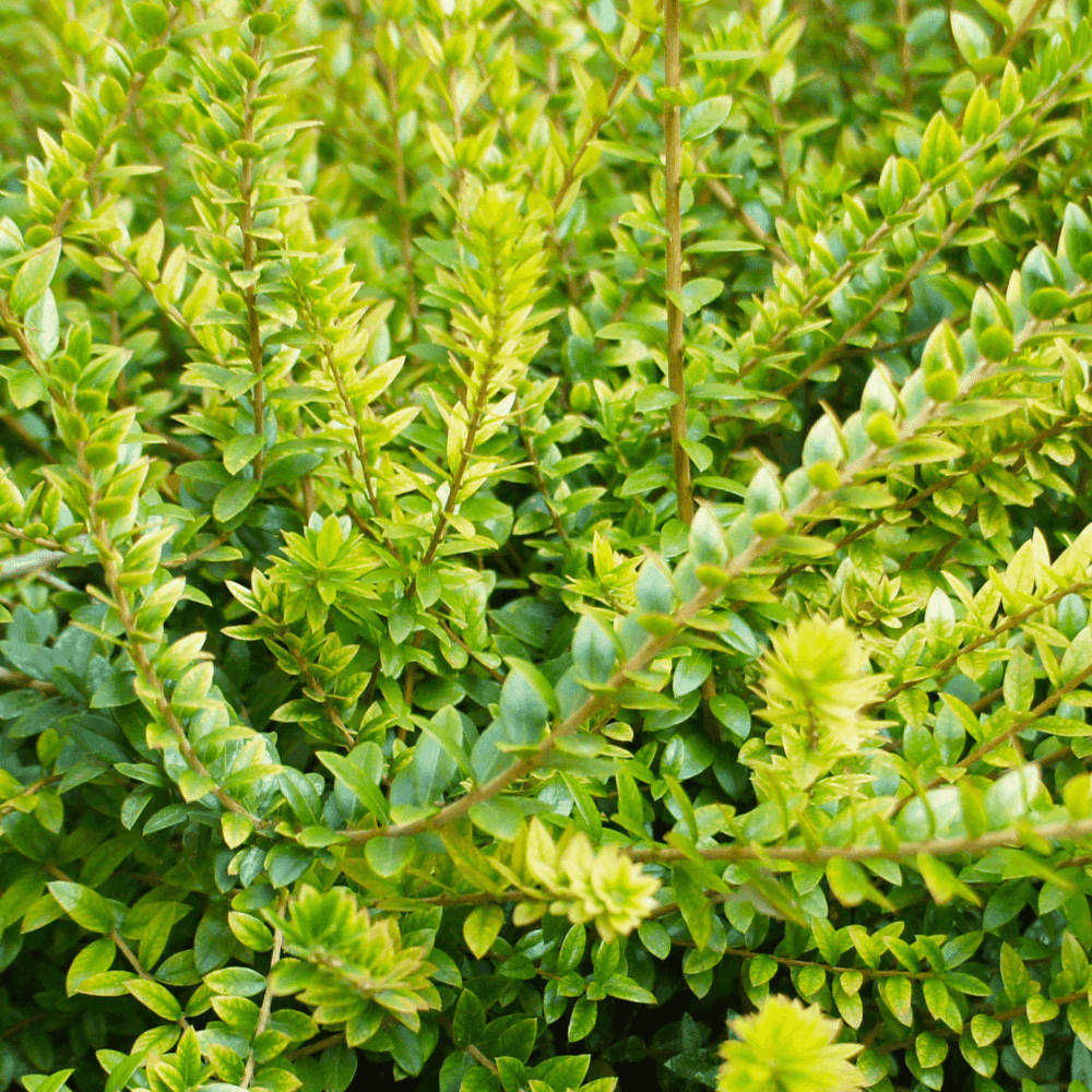 Chèvrefeuille à feuilles de buis 'Maigrün' - Lonicera nitida 'Maigrün' - FLEURANDIE