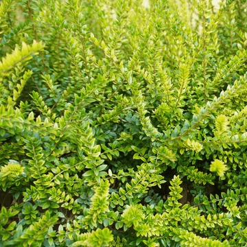 Chèvrefeuille à feuilles de buis 'Maigrün' - Lonicera nitida 'Maigrün'