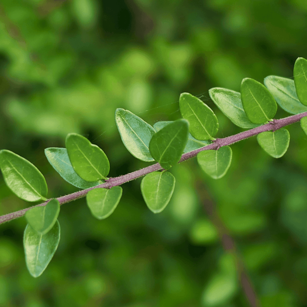 Chèvrefeuille à feuilles de buis 'Maigrün' - Lonicera nitida 'Maigrün' - FLEURANDIE