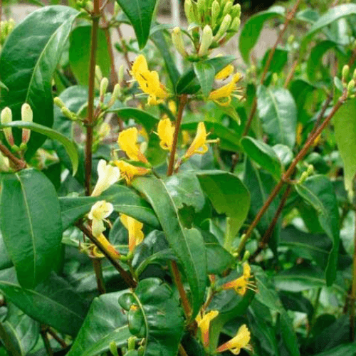 Chèvrefeuille de Henry 'Copper Beauty' - Lonicera henryi 'Copper Beauty' - FLEURANDIE