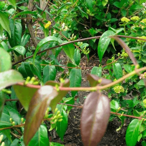 Chèvrefeuille de Henry 'Copper Beauty' - Lonicera henryi 'Copper Beauty' - FLEURANDIE