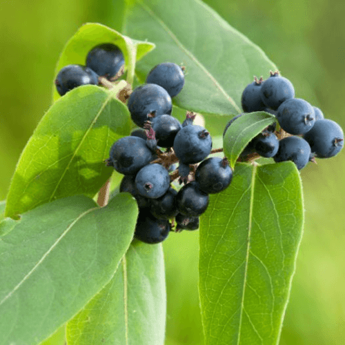 Chèvrefeuille de Henry -Lonicera 'henryi' - FLEURANDIE