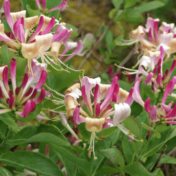 Chèvrefeuille de Henry -Lonicera 'henryi'