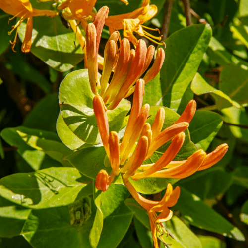 Chèvrefeuille de Tellmann - Lonicera tellmanniana - FLEURANDIE