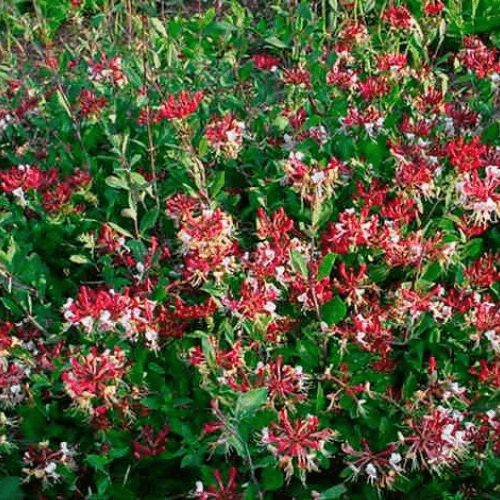 Chèvrefeuille des bois 'Serotina' - Lonicera periclymenum 'Serotina' - FLEURANDIE