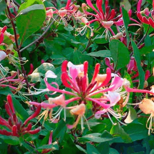 Chèvrefeuille des bois 'Serotina' - Lonicera periclymenum 'Serotina' - FLEURANDIE