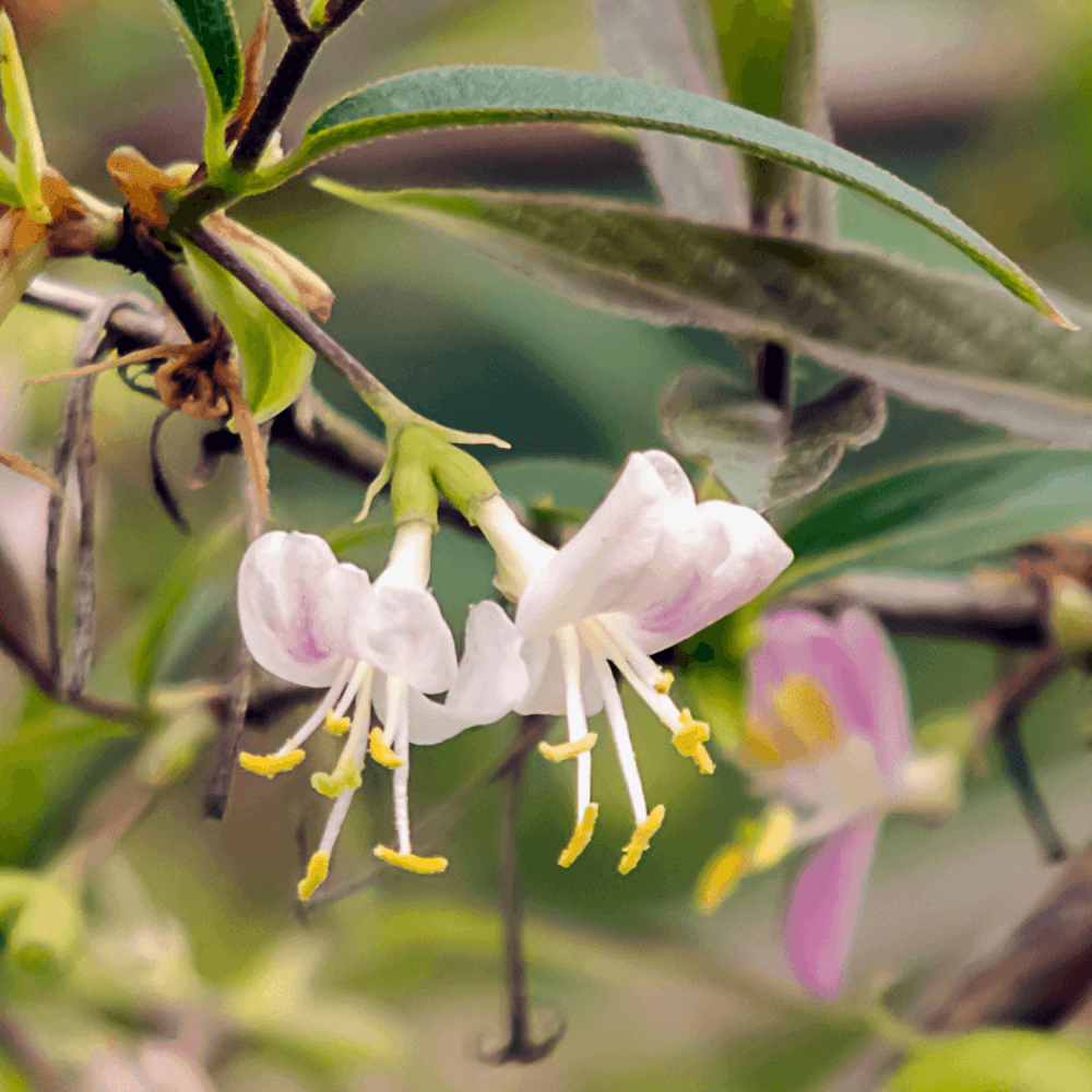 Chèvrefeuille d'hiver - Lonicera fragrantissima - FLEURANDIE