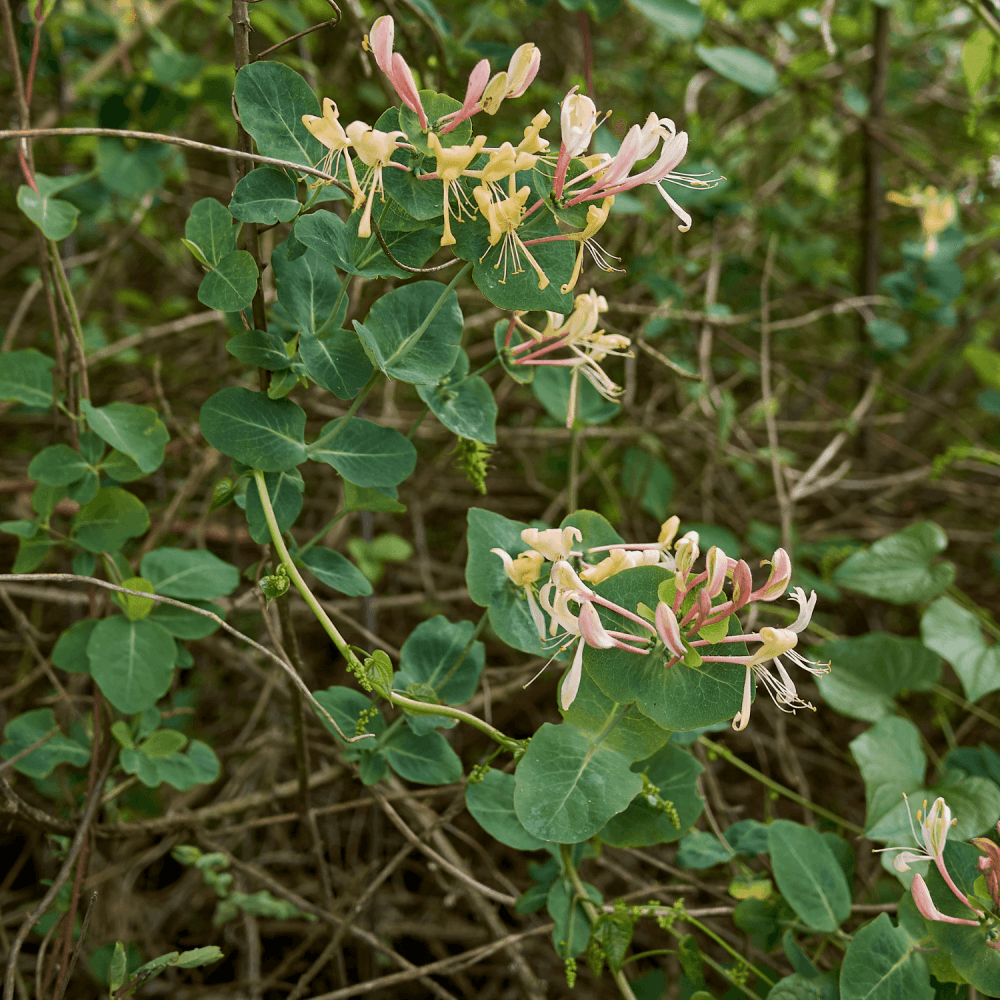 Chèvrefeuille d'hiver - Lonicera fragrantissima - FLEURANDIE