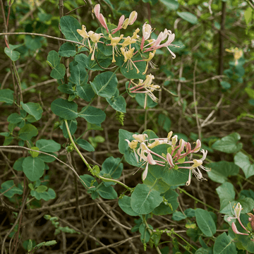 Chèvrefeuille d'hiver - Lonicera fragrantissima