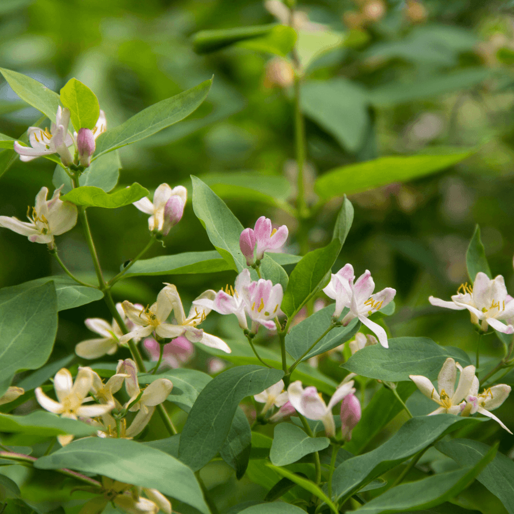 Chèvrefeuille d'hiver - Lonicera fragrantissima - FLEURANDIE