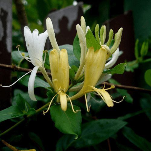 Chèvrefeuille du Japon 'Hall's Prolific' - Lonicera japonica 'Hall's Prolific' - FLEURANDIE