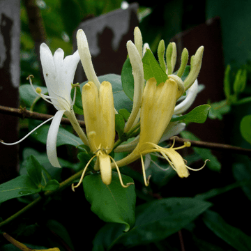 Chèvrefeuille du Japon 'Hall's Prolific' - Lonicera japonica 'Hall's Prolific'