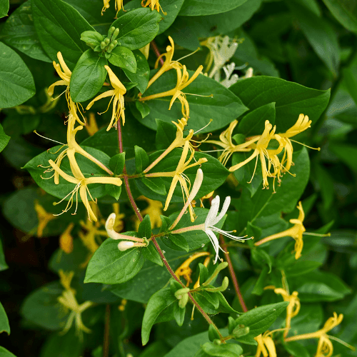 Chèvrefeuille du Japon 'Hall's Prolific' - Lonicera japonica 'Hall's Prolific' - FLEURANDIE