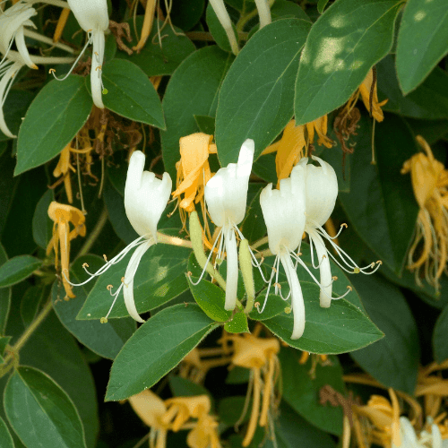 Chèvrefeuille du Japon 'Hall's Prolific' - Lonicera japonica 'Hall's Prolific' - FLEURANDIE