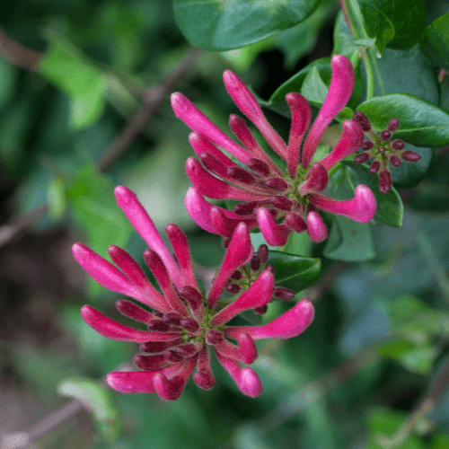 Chèvrefeuille du Japon 'Red World' - Lonicera japonica 'Red World' - FLEURANDIE