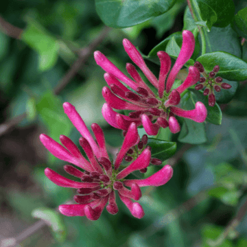 Chèvrefeuille du Japon 'Red World' - Lonicera japonica 'Red World'