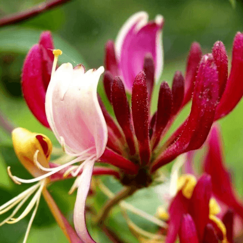 Chèvrefeuille du Japon 'Red World' - Lonicera japonica 'Red World' - FLEURANDIE