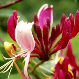 Chèvrefeuille du Japon 'Red World' - Lonicera japonica 'Red World' - FLEURANDIE